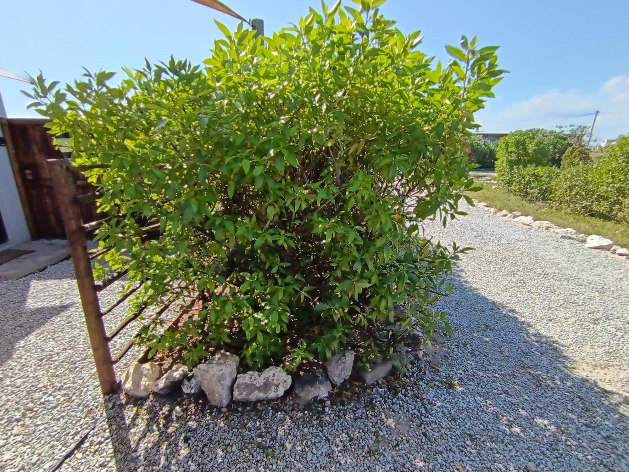 Silver Oaks Airbnb Langebaan Extérieur photo